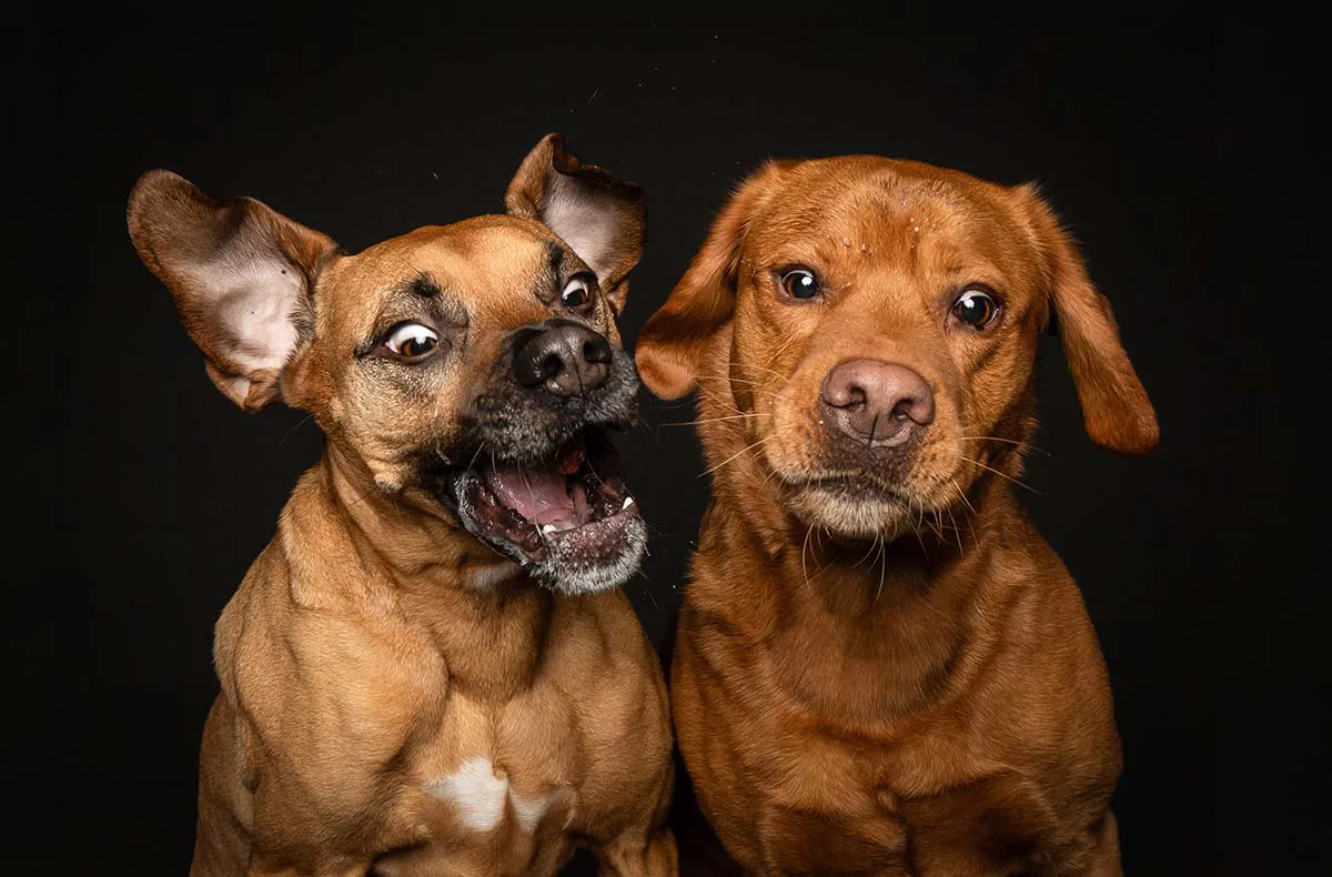 Hunde Fotoshooting Seevetal (Schnapp-Shooting) - 3