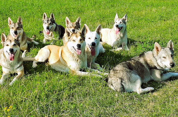 Wolfhundepfleger Büren (3 Std.)