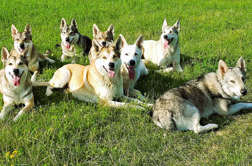 Wolfhundepfleger Büren (3 Std.)