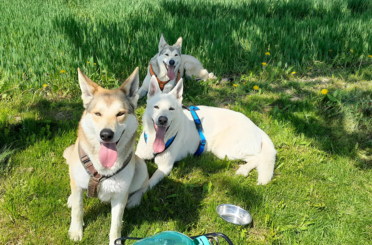 Wolfhundepfleger Büren (3 Std.) - 3
