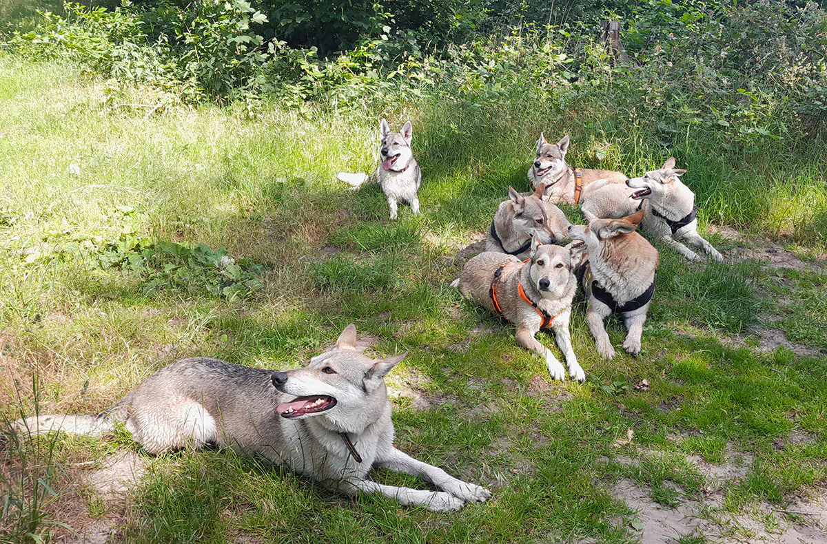 Wolfhundepfleger Büren (3 Std.) - 4