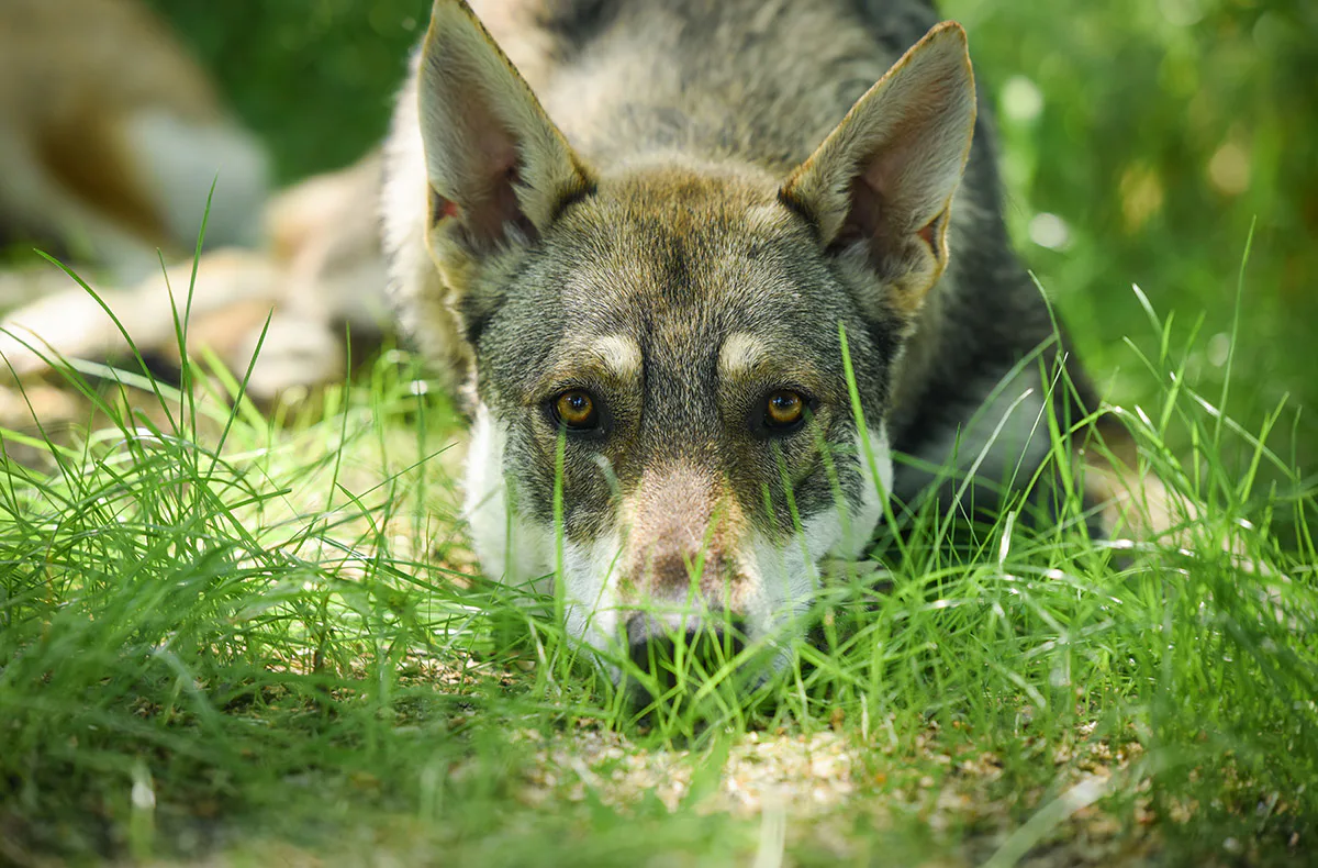 Wolfhundepfleger Büren (3 Std.) - 5