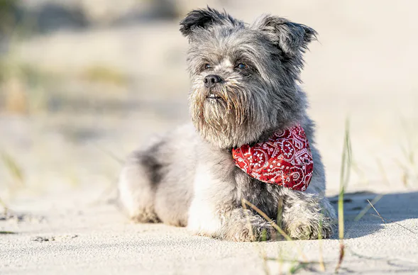 Hundeshooting Sellin