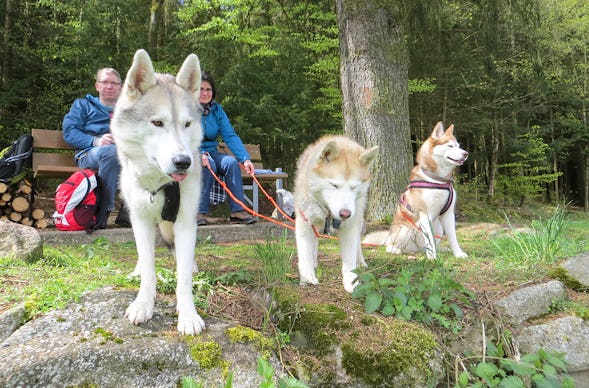 Husky-Dogscooter Thanstein (2 Std.)