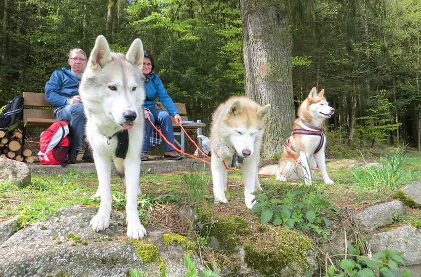 Husky-Dogscooter Thanstein (2 Std.)