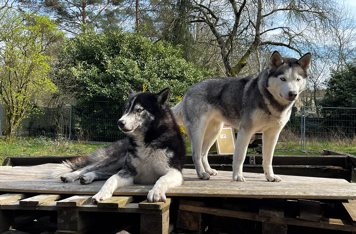 Husky Erlebnistag Neureut-Karlsruhe - 2