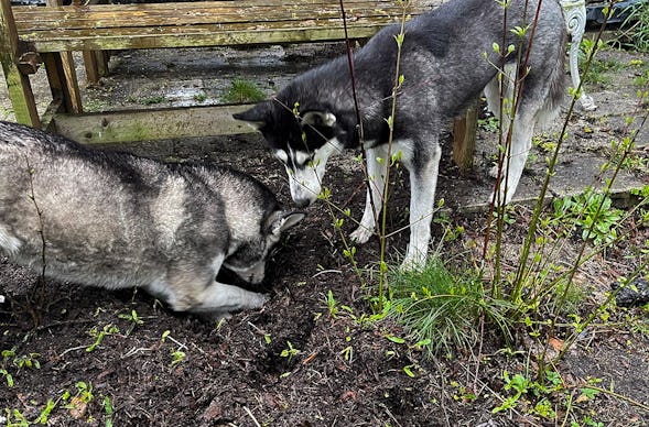 Husky Erlebnistag Neureut-Karlsruhe