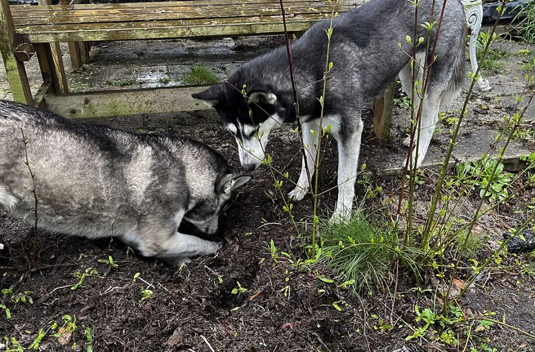 Husky Erlebnistag Neureut-Karlsruhe - 1
