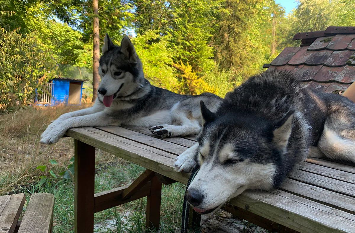 Husky Erlebnistag Neureut-Karlsruhe - 4