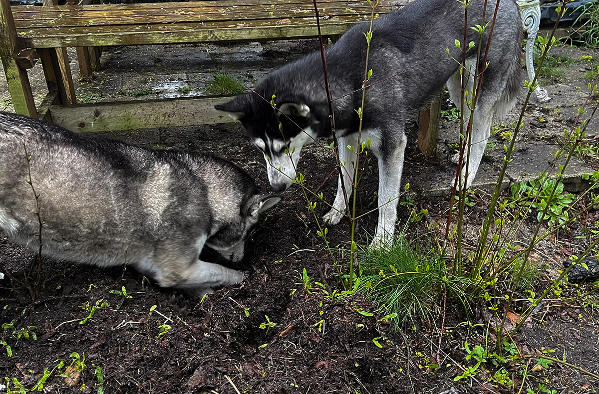 Husky Erlebnistag Neureut-Karlsruhe - 2