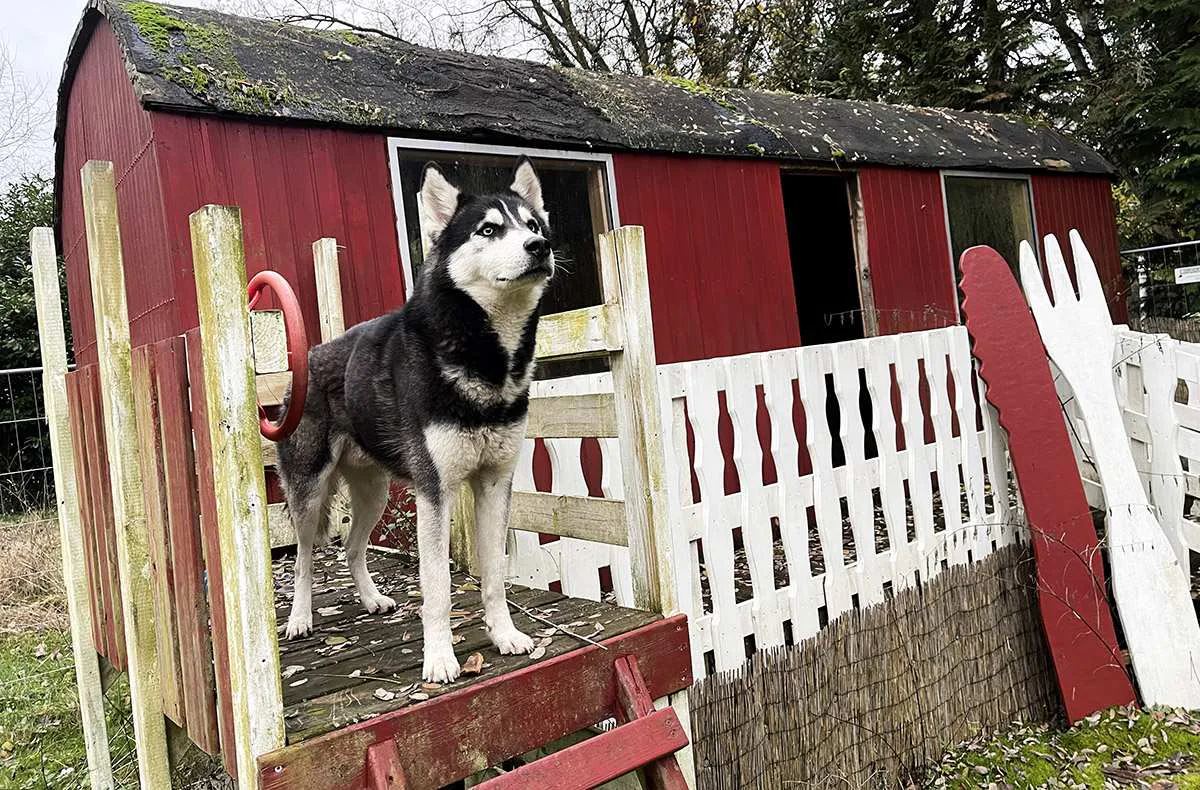 Husky Erlebnistag Neureut-Karlsruhe - 1