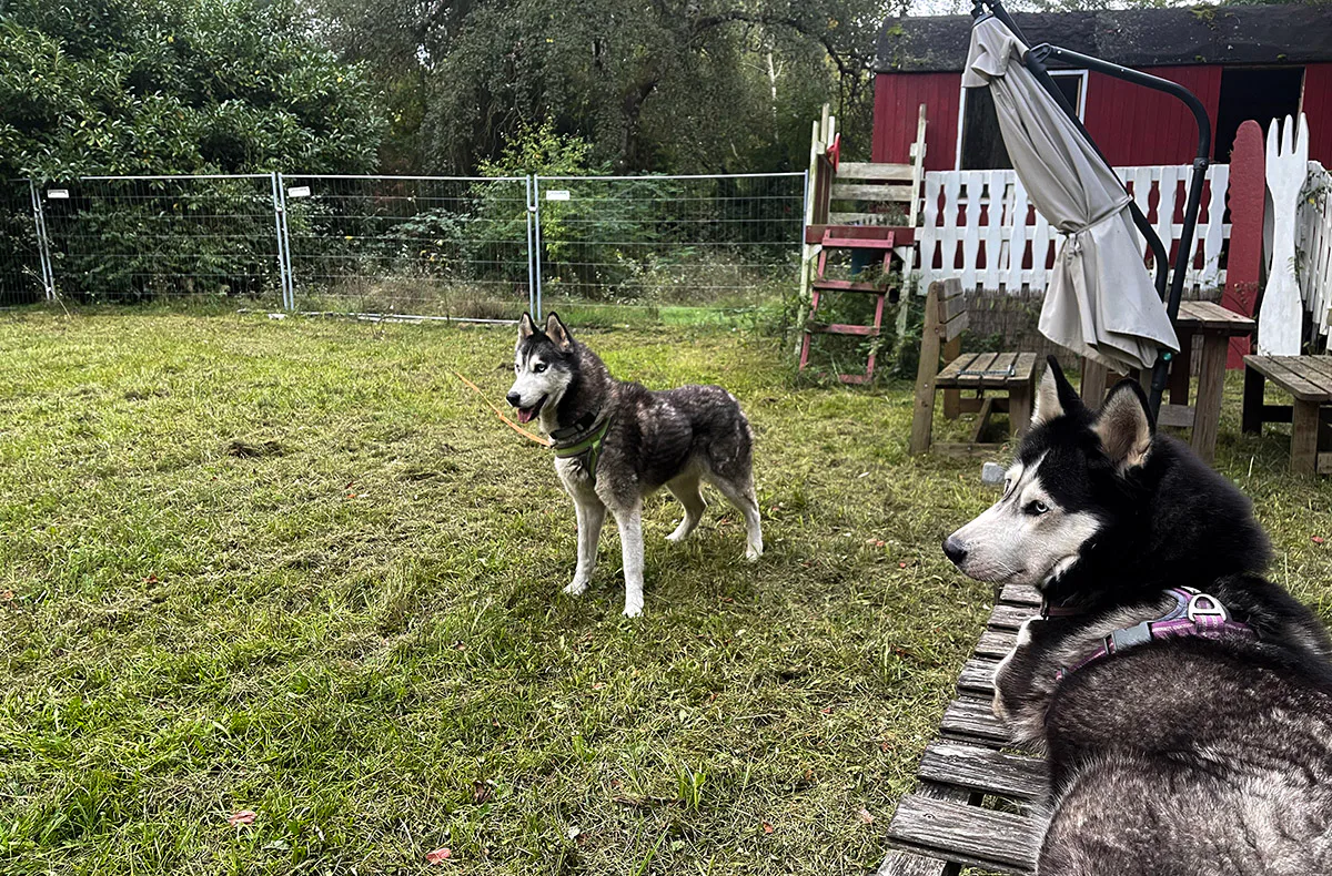 Husky Erlebnistag Neureut-Karlsruhe - 3