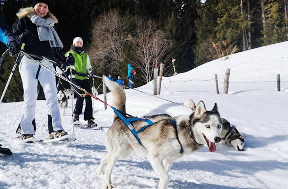 Husky Schneeschuhtrekking für 2