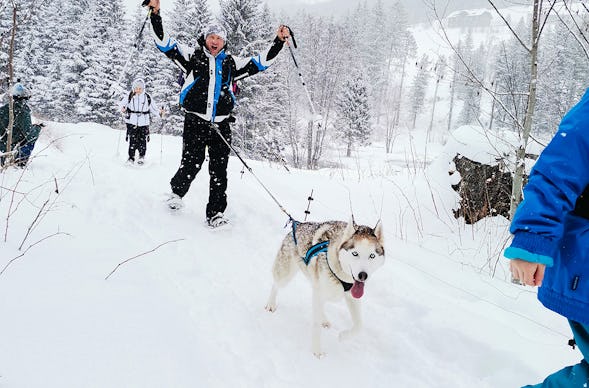 Husky Schneeschuhtrekking