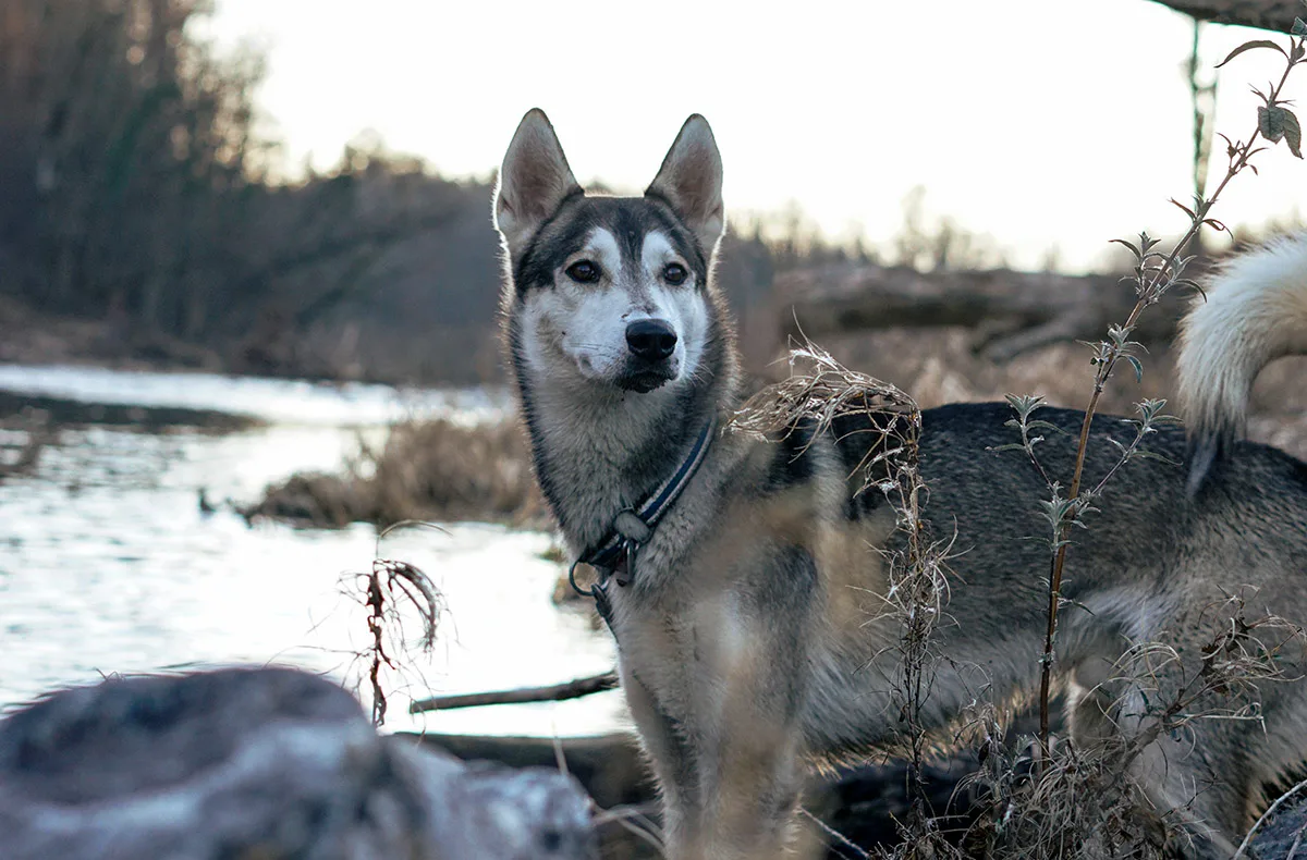 Husky Tagesausflug Bettmaringen - 1