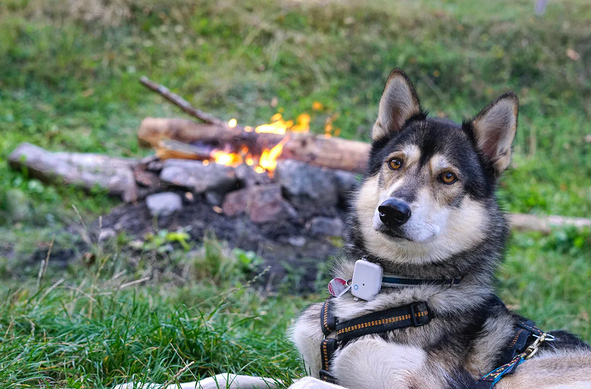 Husky Tagesausflug Bettmaringen - 6