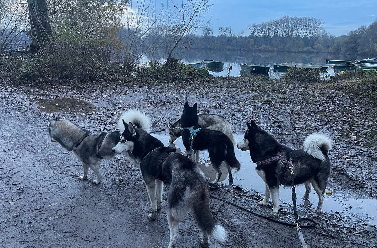 Husky Wanderung Eggenstein-Leopoldshafen - 1
