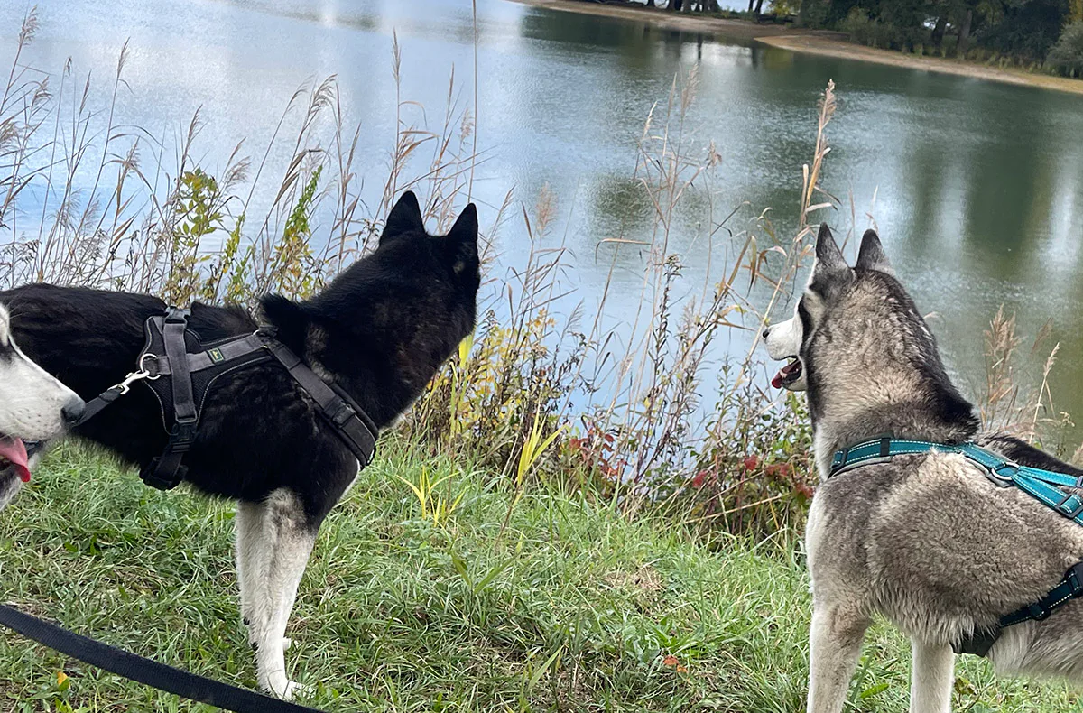 Husky Wanderung Eggenstein-Leopoldshafen - 3