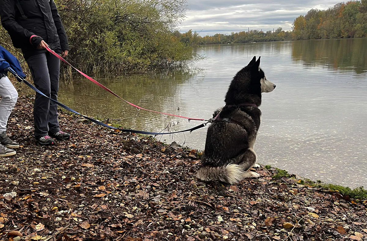 Husky Wanderung Eggenstein-Leopoldshafen - 4