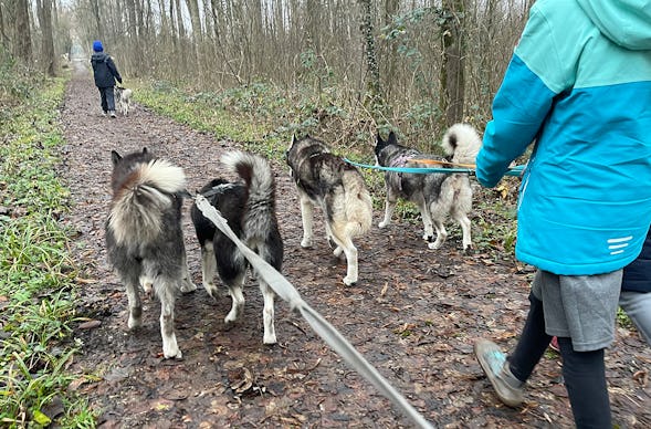 Husky Wanderung Karlsruhe