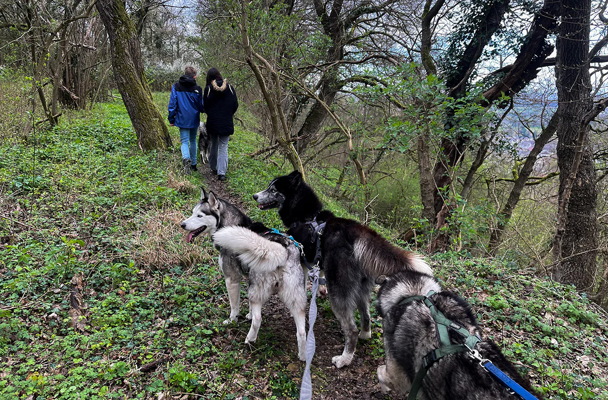 Husky Wanderung Eggenstein-Leopoldshafen - 2