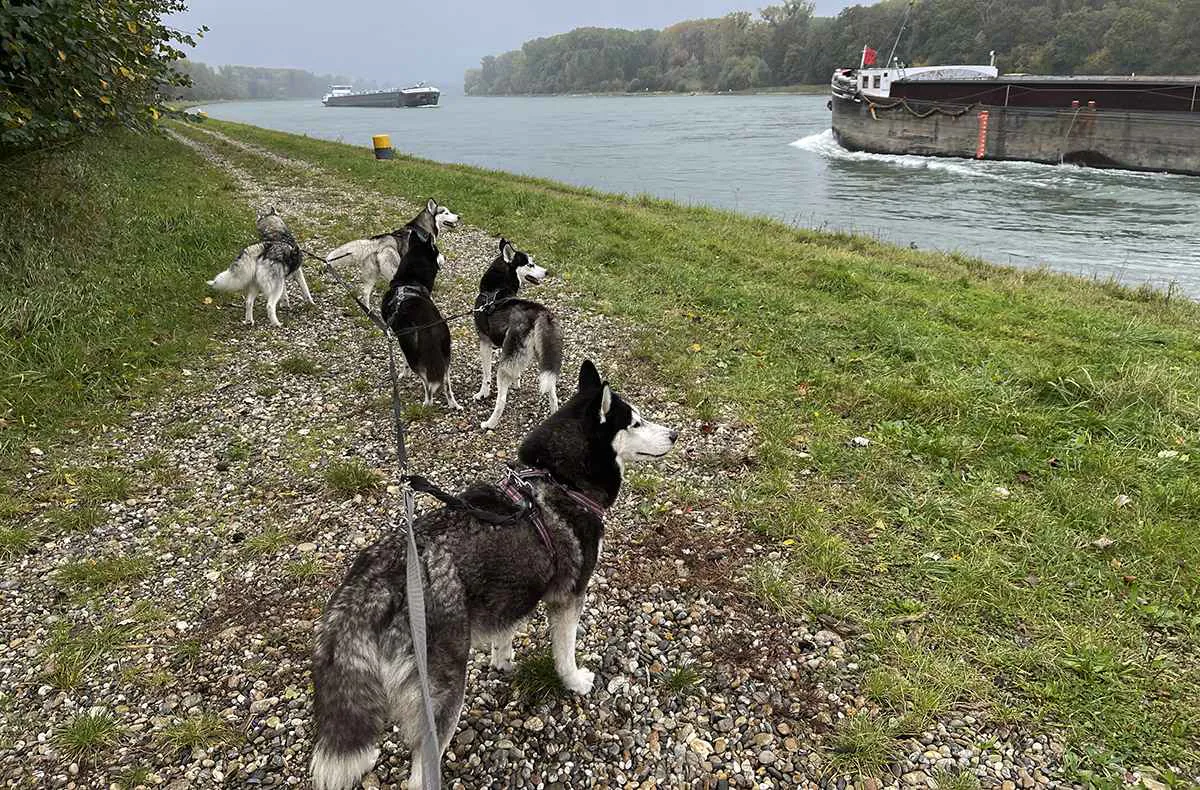 Husky Wanderung Eggenstein-Leopoldshafen - 1