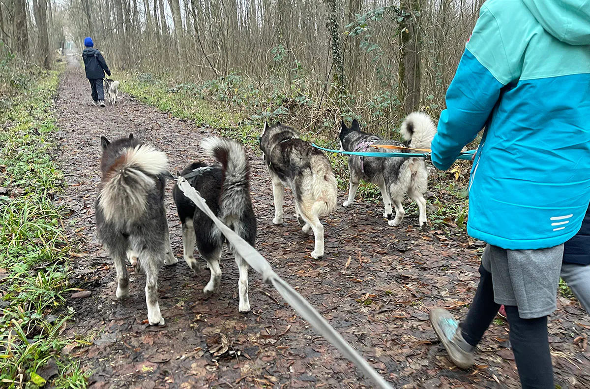 Husky Wanderung Eggenstein-Leopoldshafen - 3