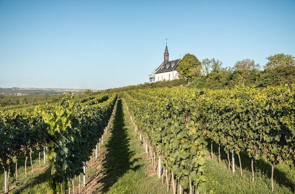Wildkräuterwanderung durch die Weinberge Worms