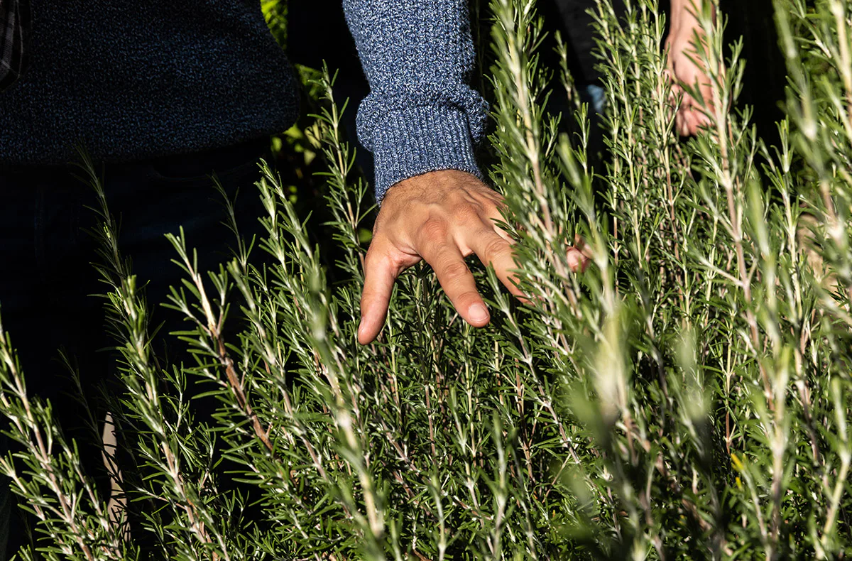 Wildkräuterwanderung durch die Weinberge Worms - 2