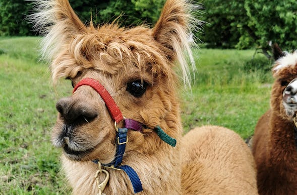 Kurztrip Chiemsee Alpakawanderung für 2 (1 Nacht)