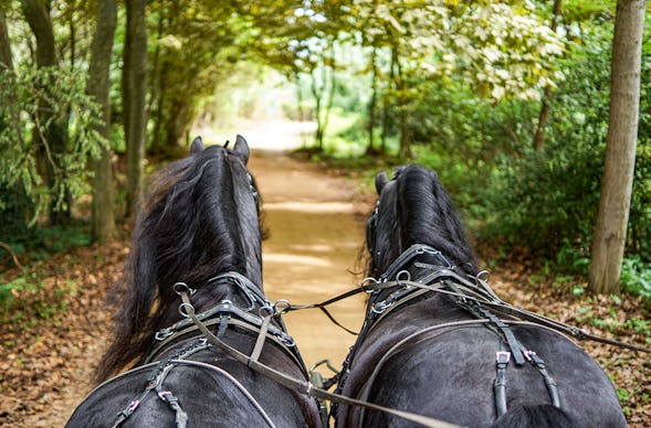 Kutsch- und Planwagenfahrten Fichtenau