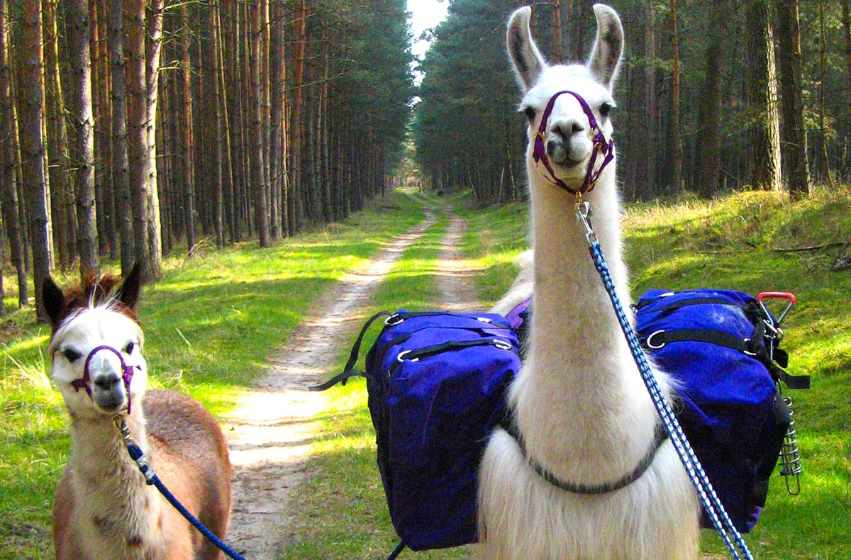 Lama und Alpaka Tour Mittenwalde für 2