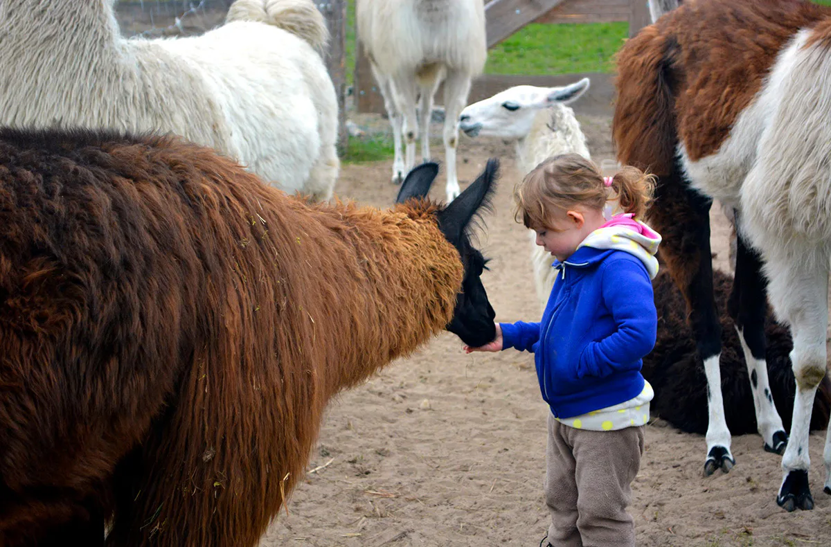Lama und Alpaka Tour Mittenwalde für 2 - 2