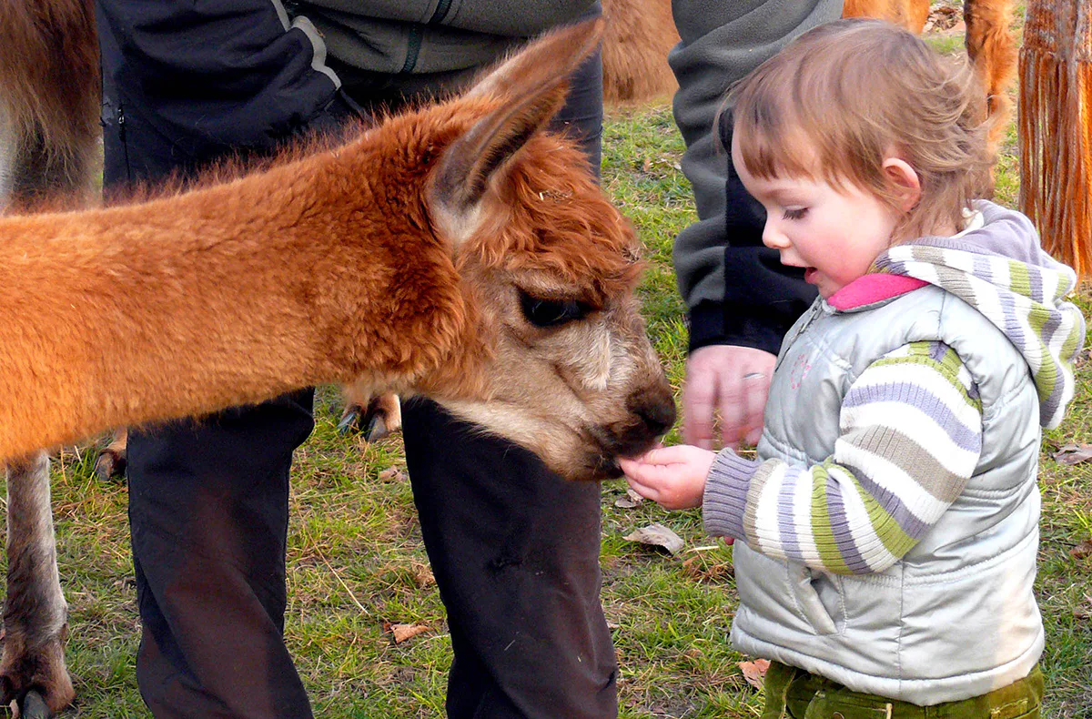 Lama und Alpaka Tour Mittenwalde für 2 - 3