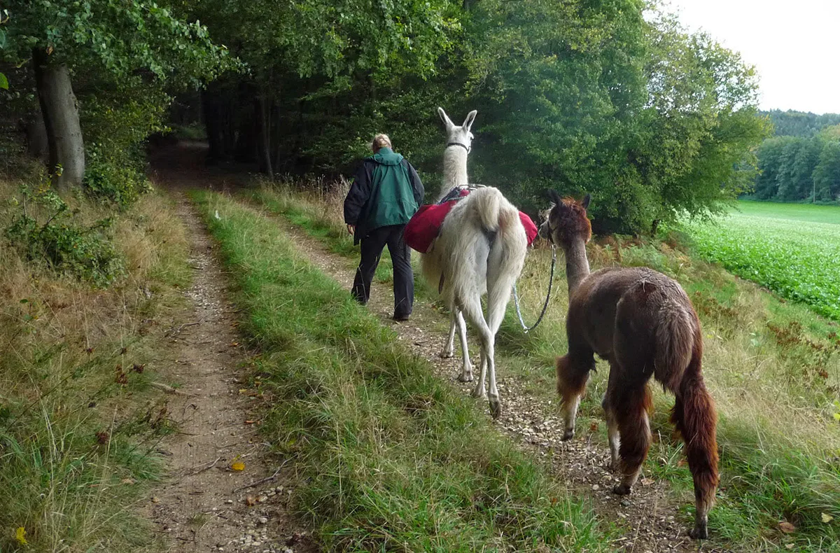 Lama und Alpaka Tour Mittenwalde für 2 - 4