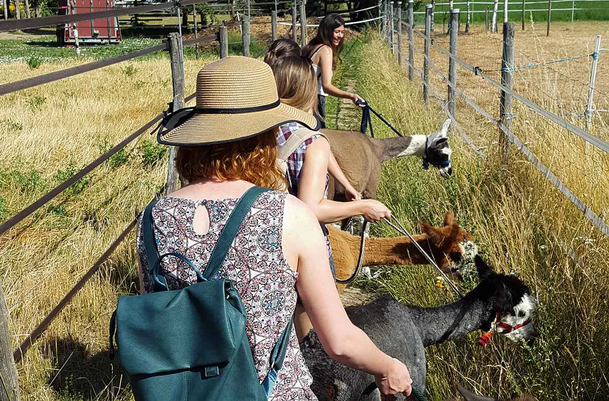 Lama- & Esel-Trekking-Tour Stadecken-Elsheim - 1