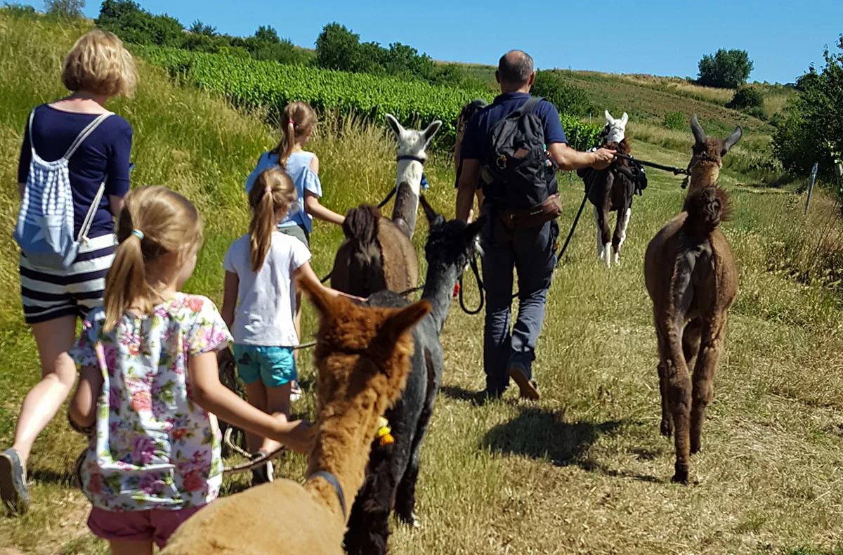 Lama- & Esel-Trekking-Tour Stadecken-Elsheim - 2