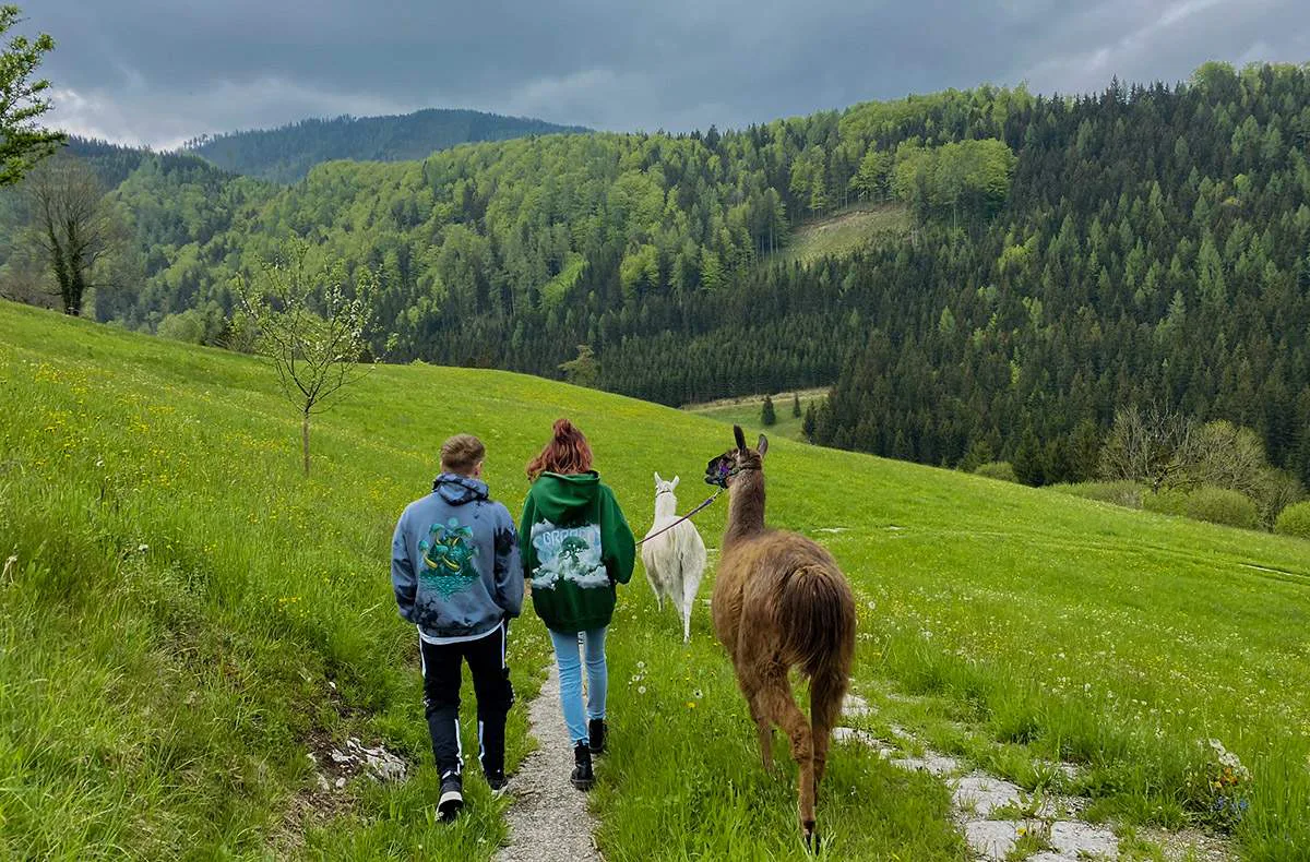 Lamawanderung mit Picknick Molln für 2 - 1