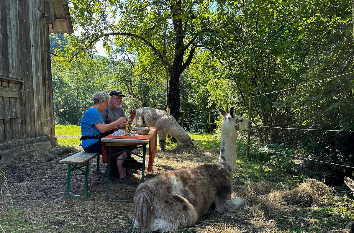 Lamawanderung mit Picknick Molln für 2 - 3