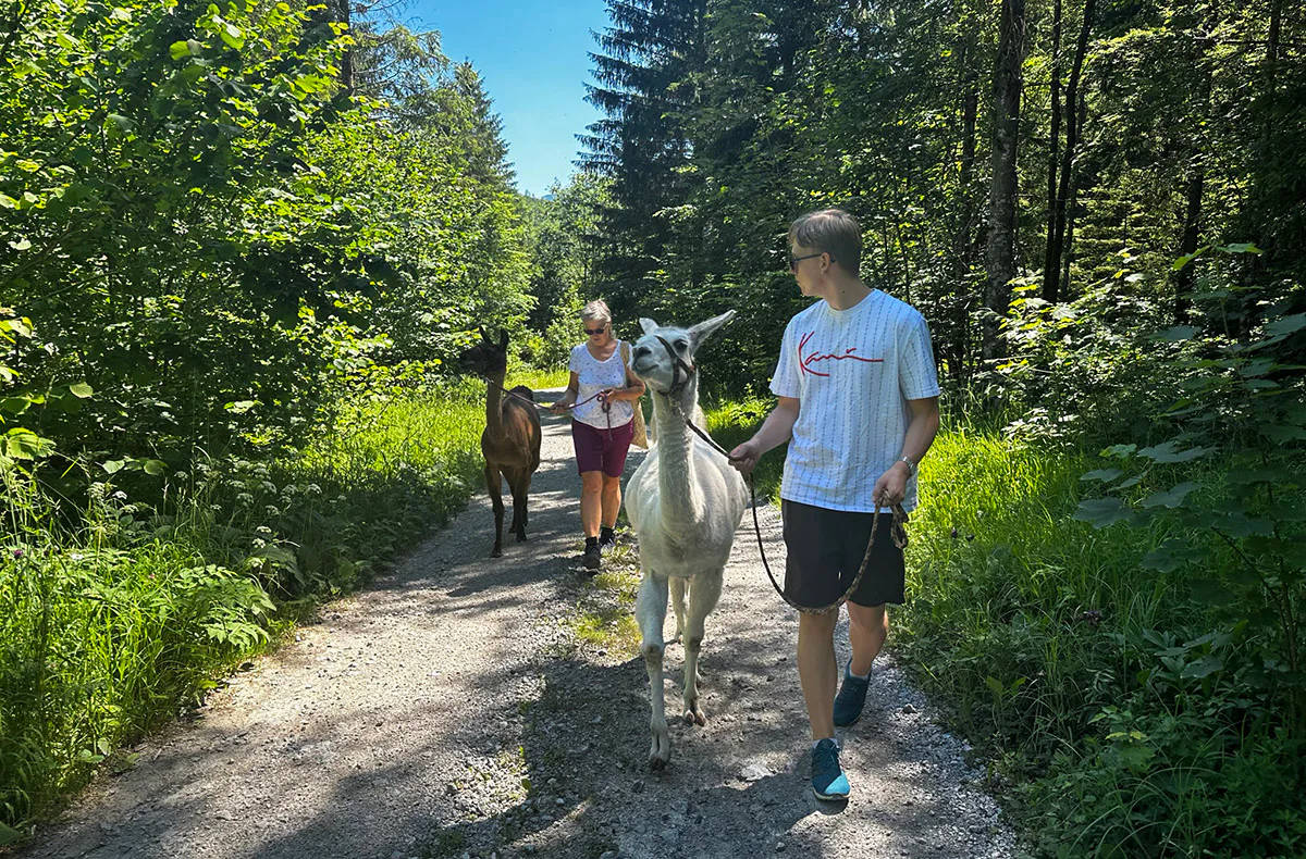 Lamawanderung mit Picknick Molln für 2 - 5