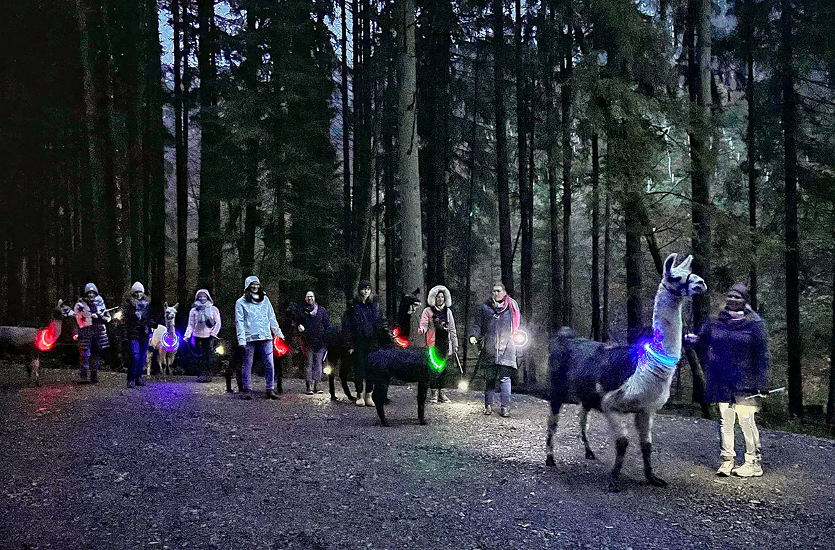 Laternenwanderung mit Alpakas für 2 Neckargerach - 1