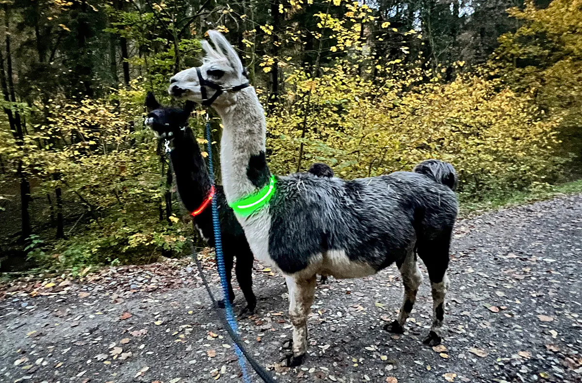 Laternenwanderung mit Alpakas für 2 Neckargerach - 2