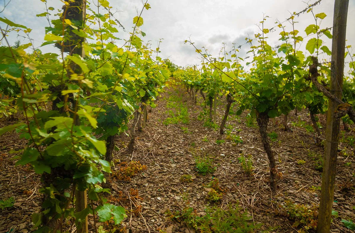 Weinausflug & Schifffahrt auf der Mosel - 12