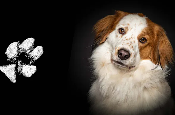 Pfotenabdruck Seevetal