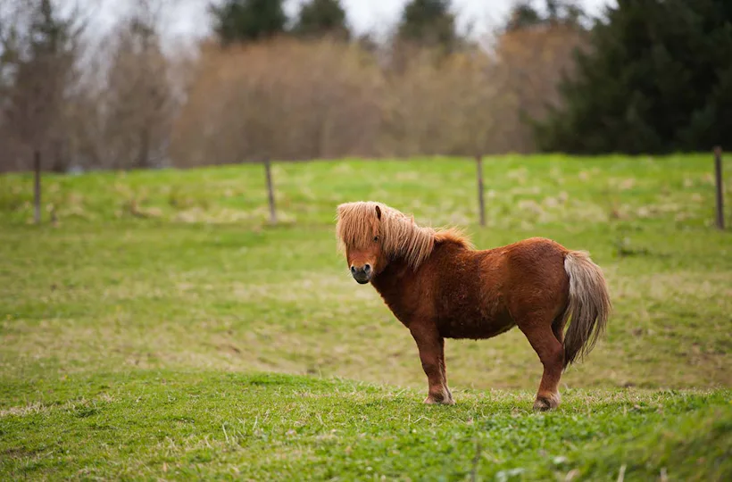 Pony Wanderung Taufkirchen