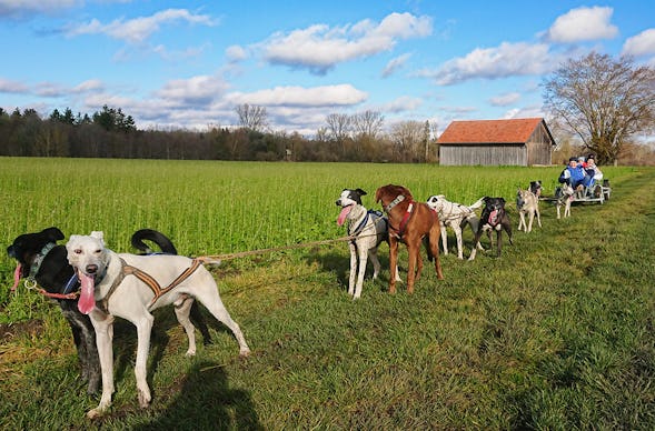 Schlittenhundefahrt Schwabmünchen