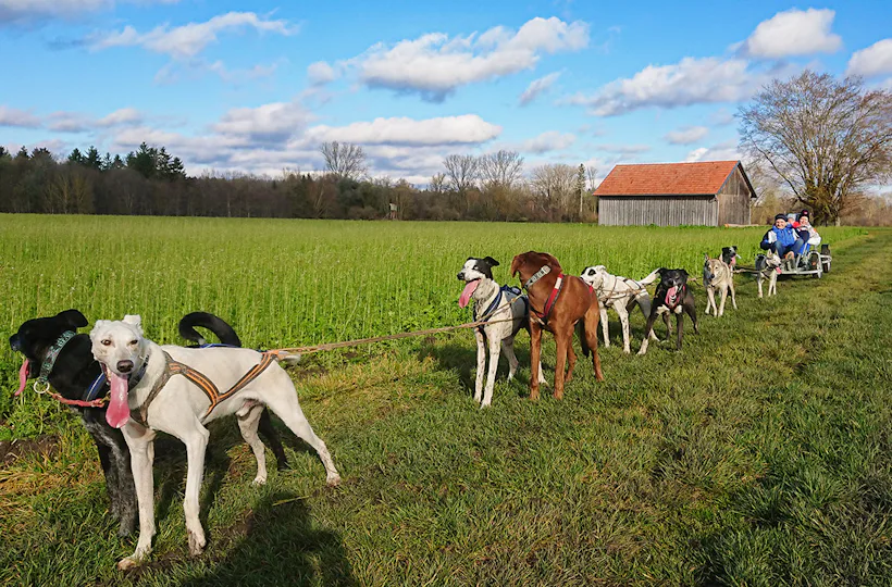 Schlittenhundefahrt Schwabmünchen