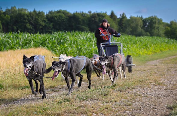 Schlittenhundefahrt Schwabmünchen