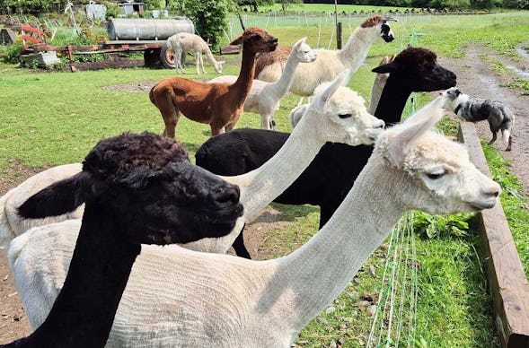 Schokofondue mit Alpaka Erlebnis in der Eifel