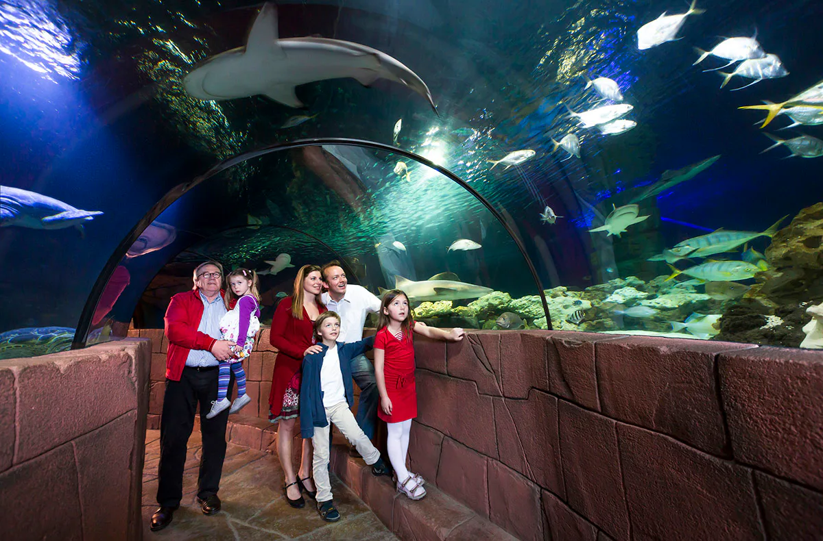 Sea Life Hannover (1 EW + 1 Kleinkind) - 3